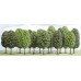 Busch - HO6585 - 12 Deciduous Tree 35 55 mm