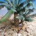 Reality In Scale - PLM09 - 1/35 54mm - Young Date Palm Set – Desert, Spain, Southern Asia