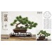 Platz The Bonsai Bon-01 Matsu