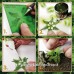 Green Stuff World Paper Plants - Bracken Fern